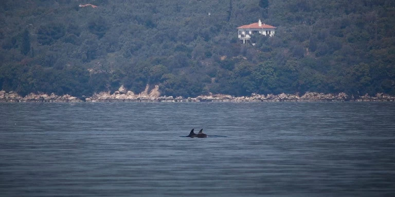 Δελφίνια κολυμπούν στα νερά του Αιγαίου – Μεταξύ Μήλου και Σίφνου